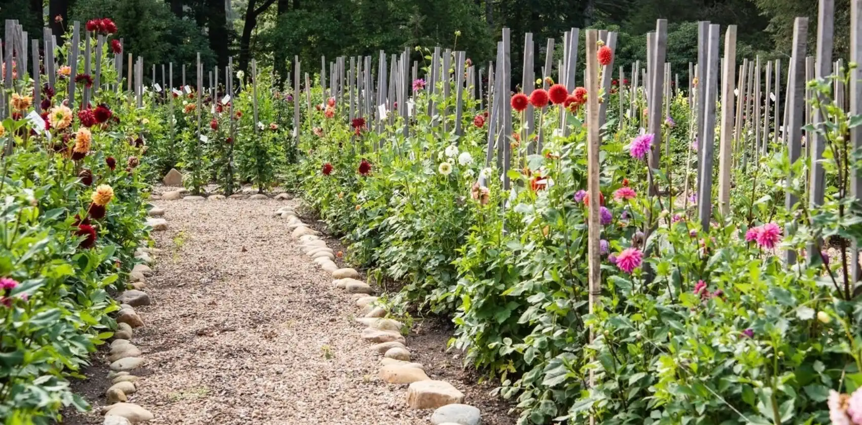 Web JPG HH 21 08 26 RAU DAHLIAS 8333 1