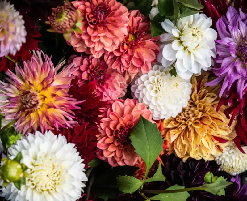 Overhead photo of dahlia blooms