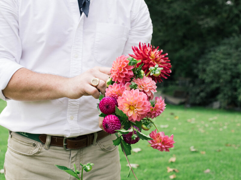 A gardener holds a bunch of freshly picked dahlias