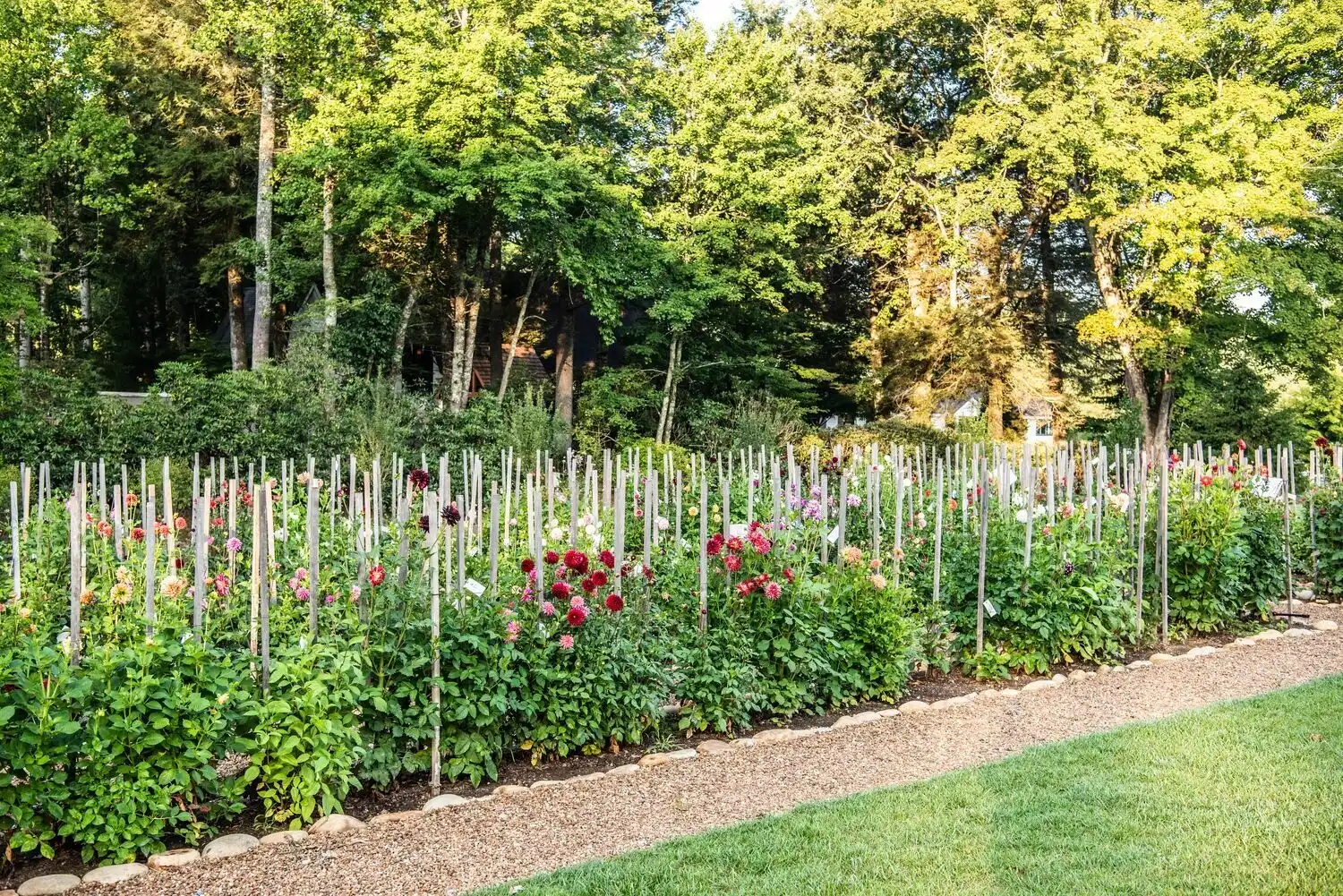 Web JPG HH 21 08 26 RAU DAHLIAS 8065