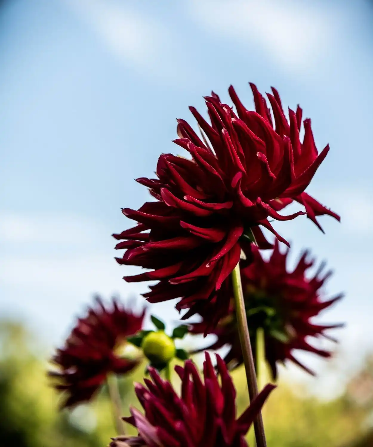 Web JPG HH 21 08 26 RAU DAHLIAS 8241