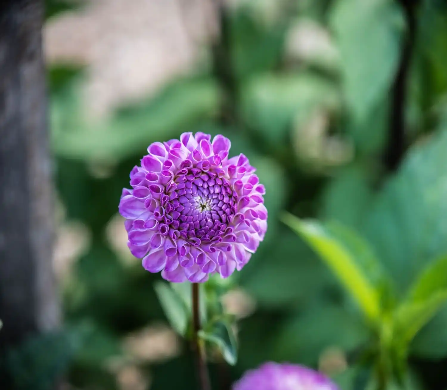 Web JPG HH 21 08 26 RAU DAHLIAS 8041