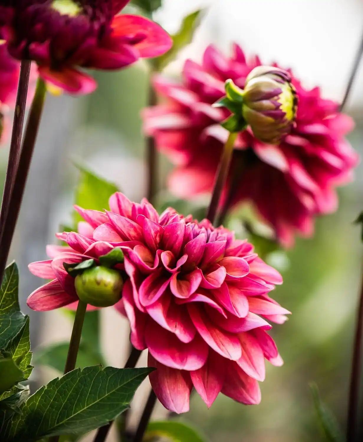 Web JPG HH 21 08 26 RAU DAHLIAS 8063