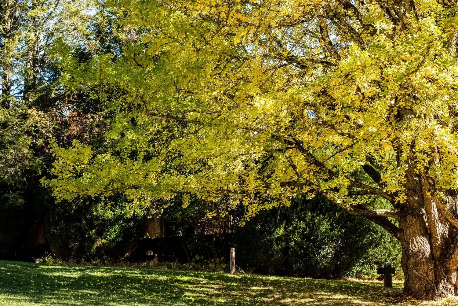 Web JPG HH 22 10 19 RAU FALL 6013