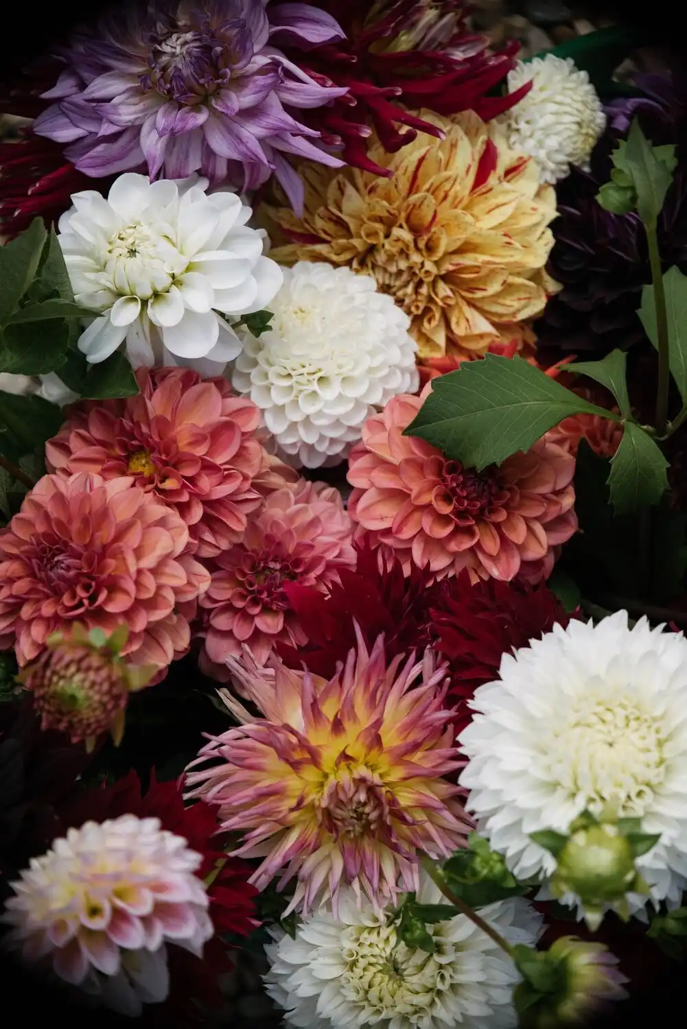 Web JPG HH 21 08 26 RAU DAHLIAS 8472