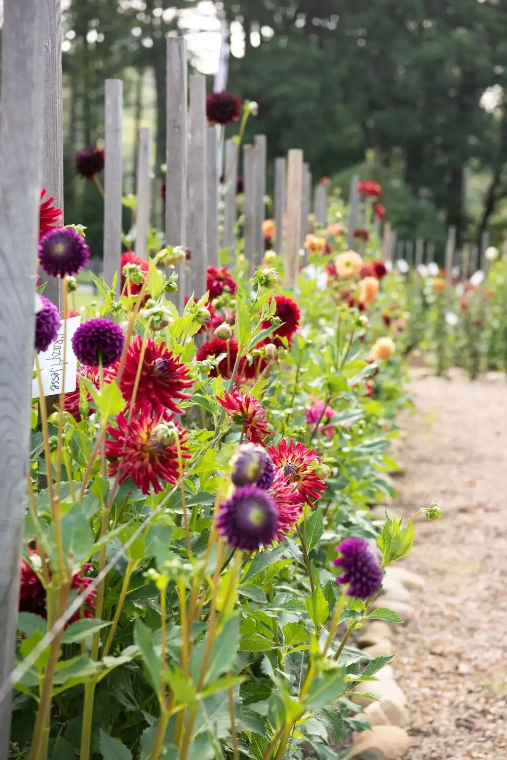 Web JPG HH 21 08 26 RAU DAHLIAS 8330