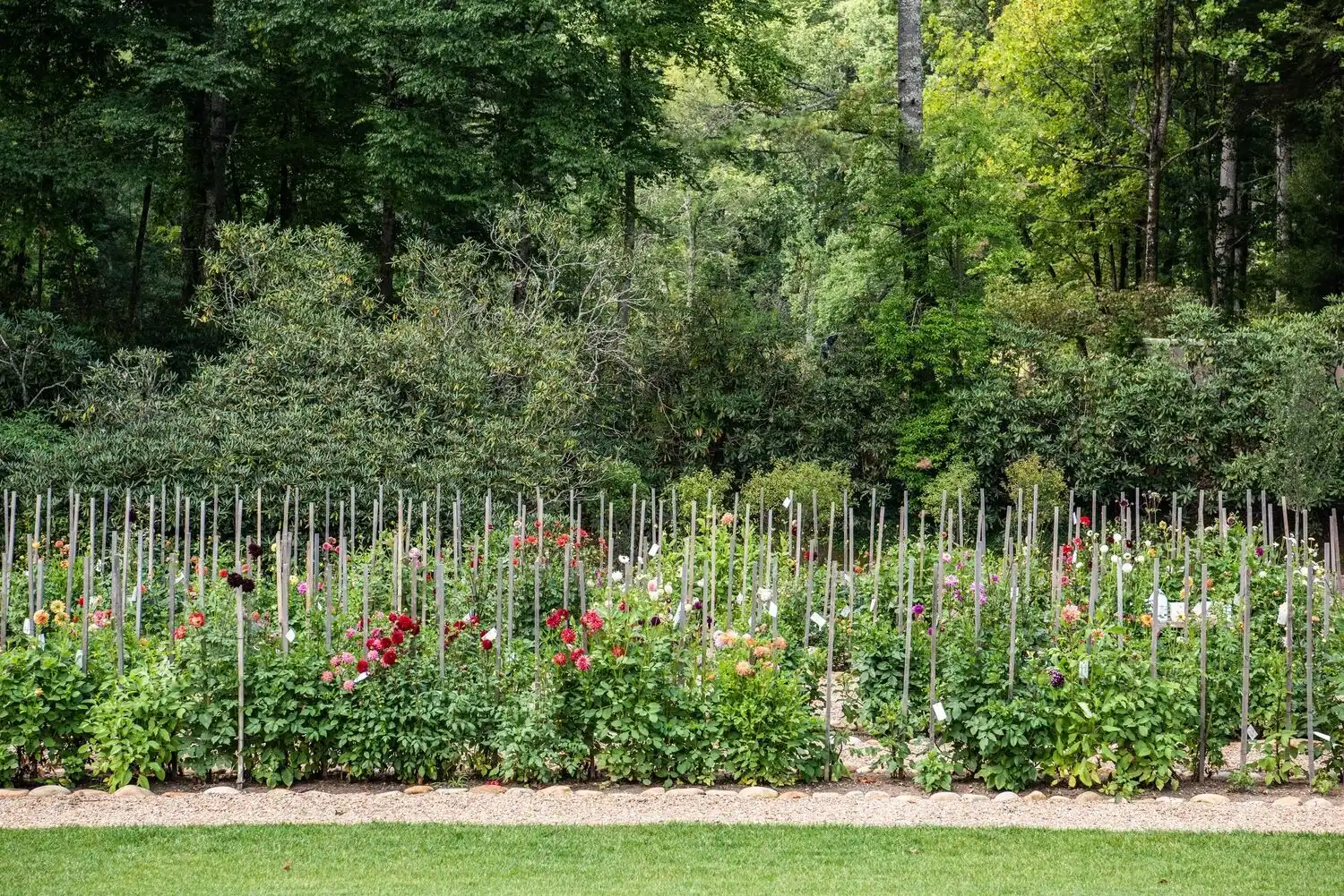 Web JPG HH 21 08 26 RAU DAHLIAS 8520