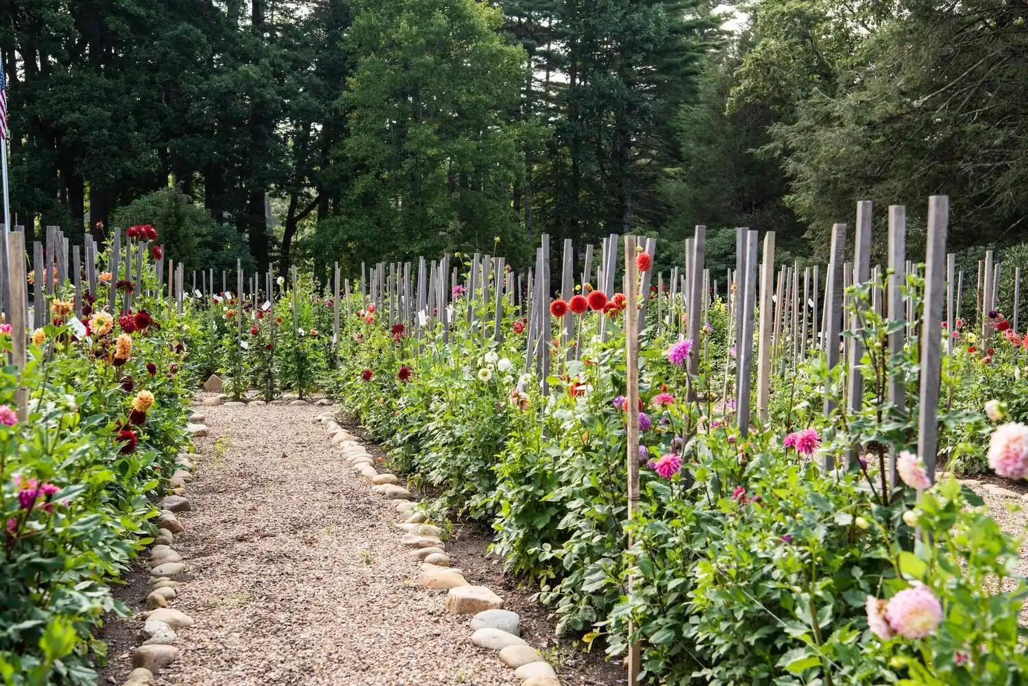 Web JPG HH 21 08 26 RAU DAHLIAS 8333 1