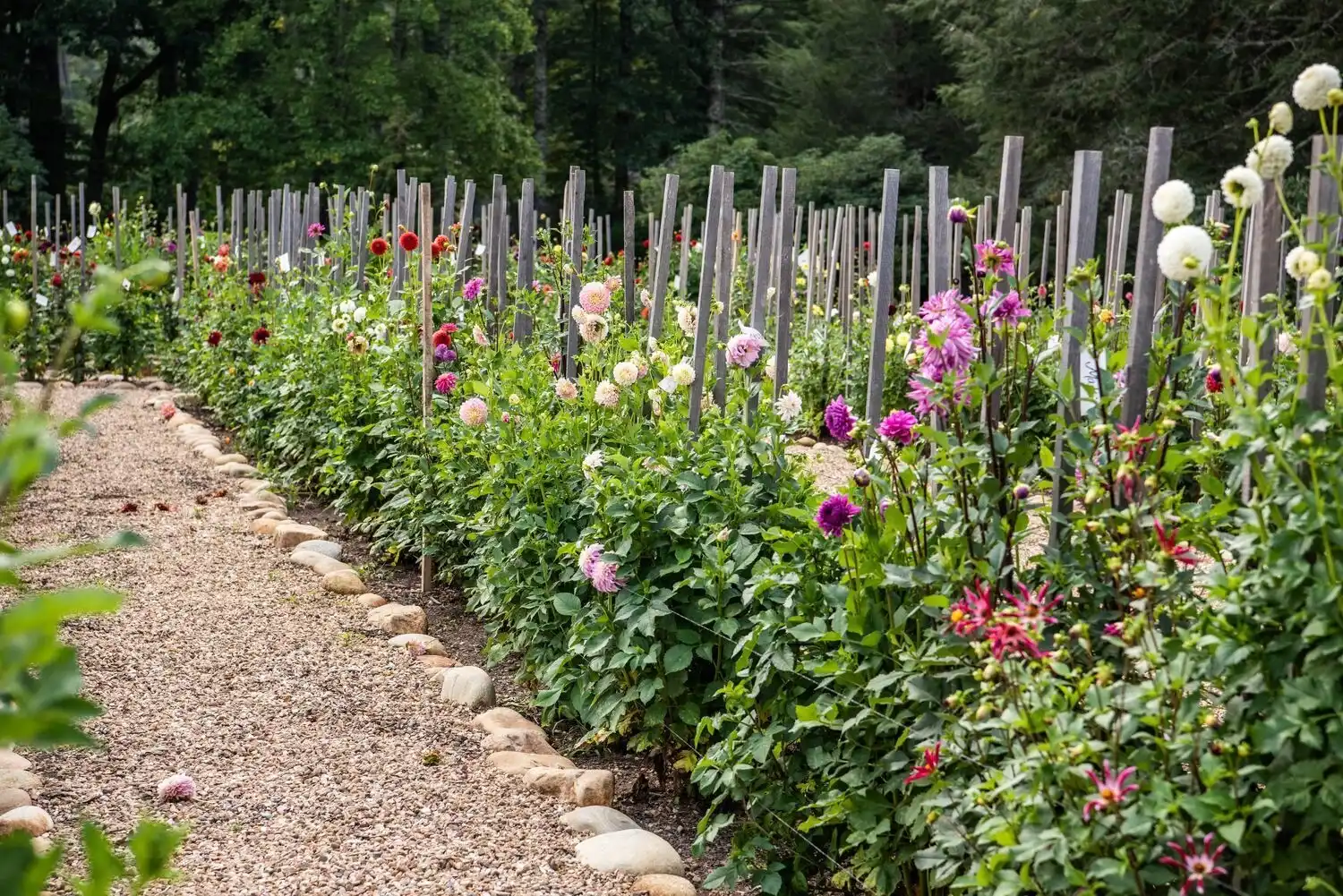 Web JPG HH 21 08 26 RAU DAHLIAS 8506