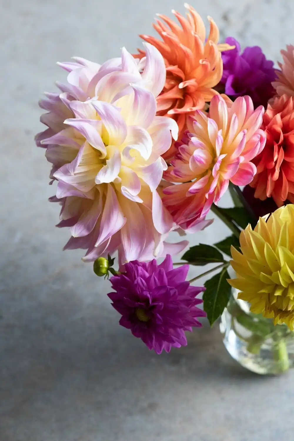 Web JPG HH Dahlias SEPT2019 0558