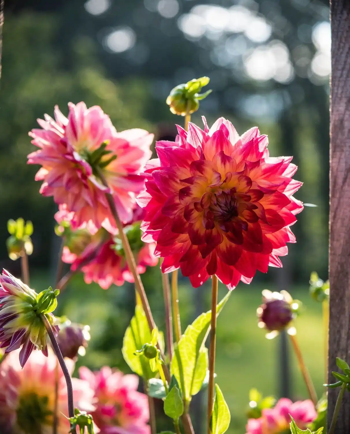 Web JPG HH 21 08 26 RAU DAHLIAS 8296