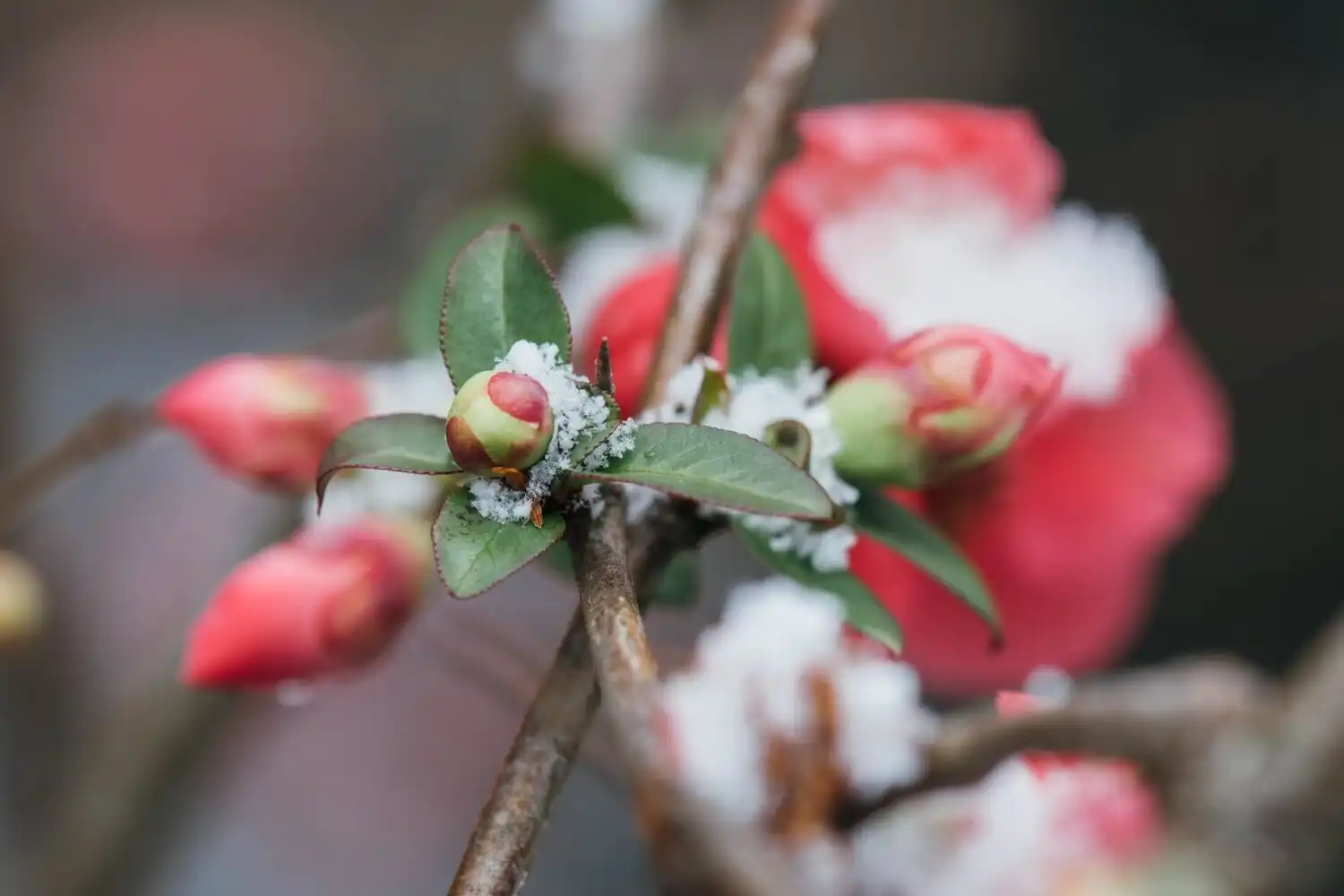Winter Plant with Snow on It