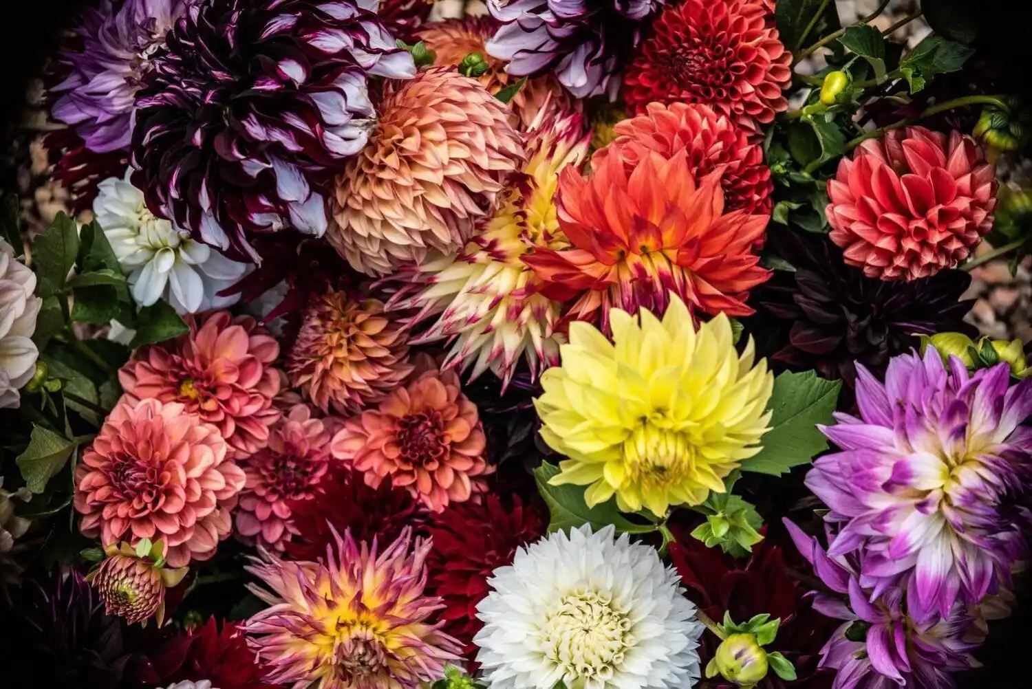 Web JPG HH 21 08 26 RAU DAHLIAS 8505