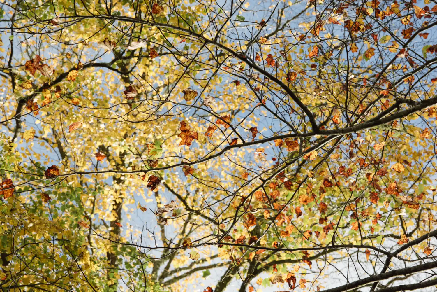 HIGH HAMPTON OCT 13 2020 FALL 9790