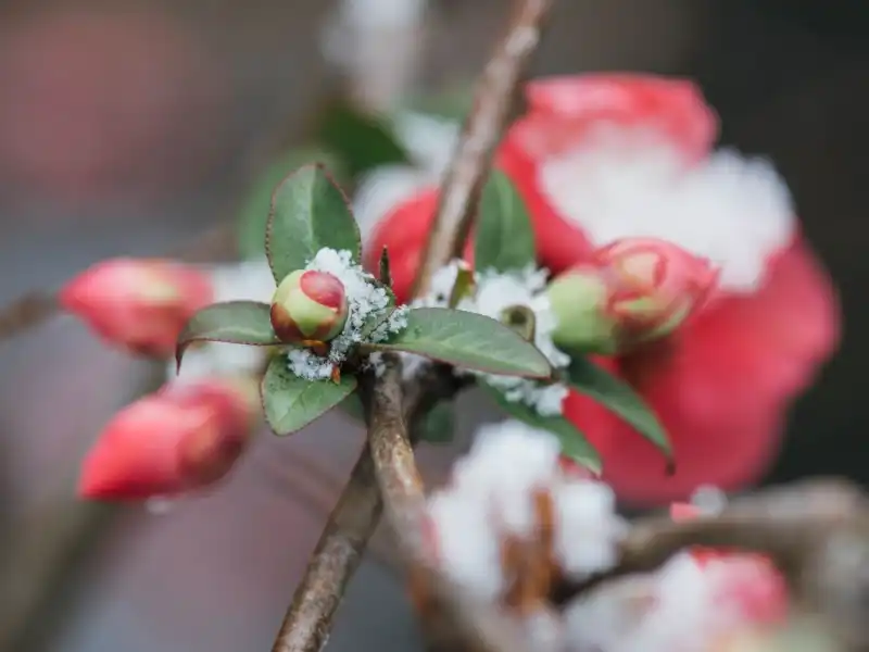 Winter Plant with Snow on It