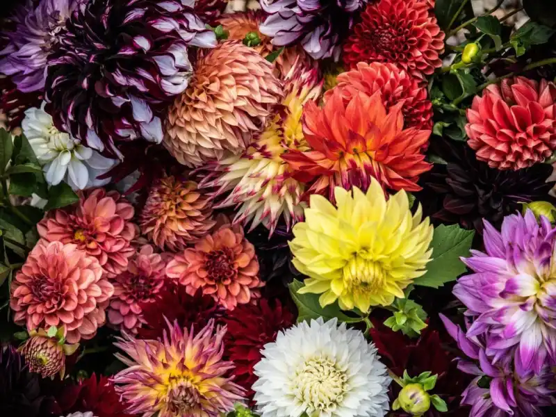 Web JPG HH 21 08 26 RAU DAHLIAS 8505