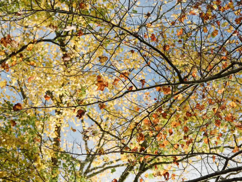 HIGH HAMPTON OCT 13 2020 FALL 9790