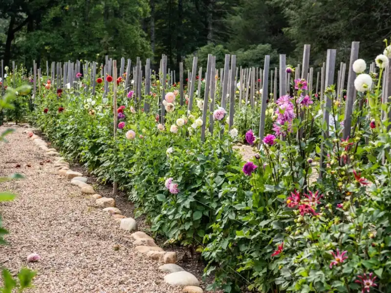 Web JPG HH 21 08 26 RAU DAHLIAS 8506