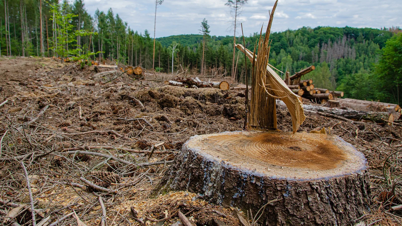 Deforestation and Forest Degradation image
