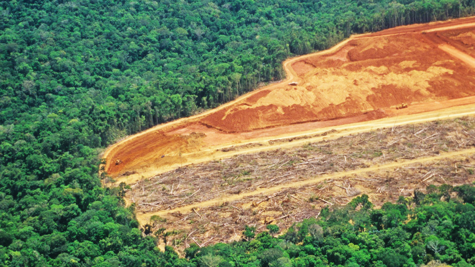 Cleared forest land showing the effects of deforestation