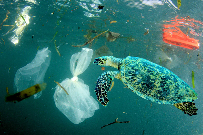 Ocean Pollution Facts image