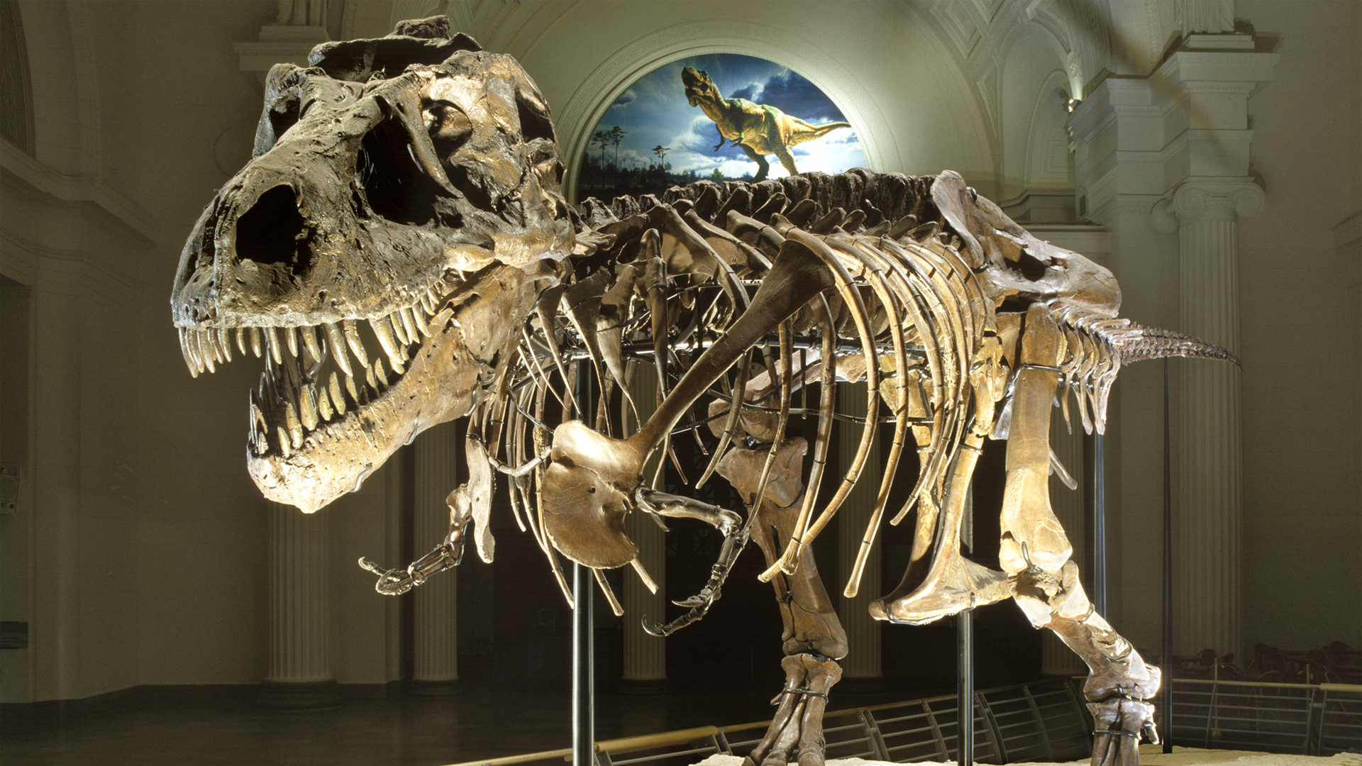 Sue the T. Rex