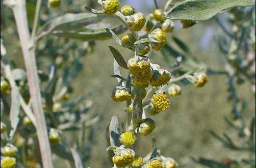 Artemisia Absinthium, wormwood, where does absinthe come from, absinthe origin