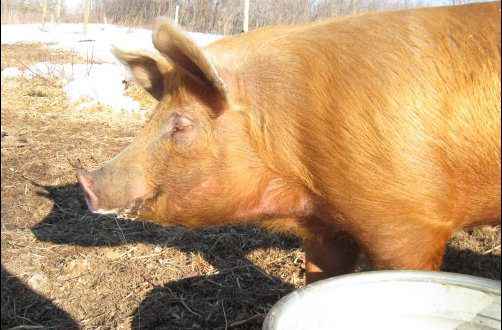 raising Pastured Pigs homesteading