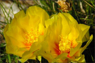 Prickly Pear Cactus flower