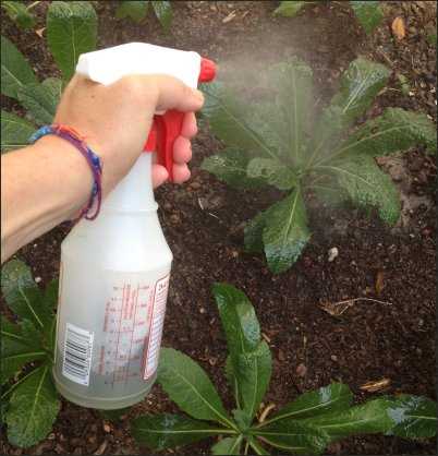 Aphid Spray