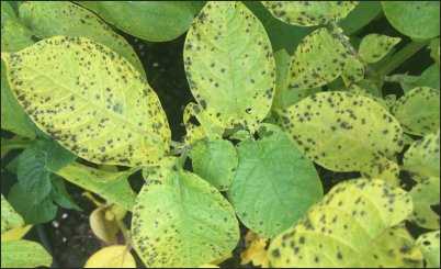 Sooty Mold aphids
