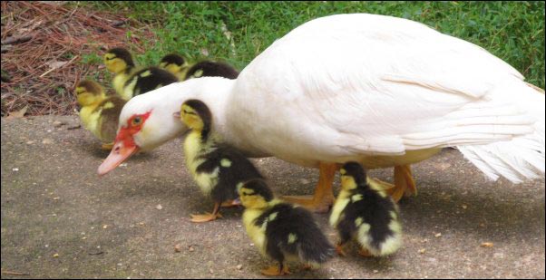 How to know your Muscovy is Broody, Broody Duck Behaviors, What To Do When Muscovy Eggs Hatch, Hatching Muscovy Eggs Naturally, Naturally Rearing Muscovy Ducklings, Muscovy, Broody Duck, Broody Muscovy, Natural Rearing muscovy eggs, Ducklings and homesteading