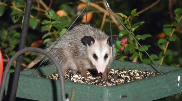 opossum-at-birdfeeder