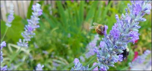 Lavender-herbs-for-skincare