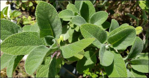 Sage-How-to-Grow-a-SkinCare-Garden