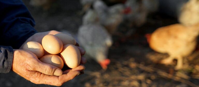 Best Egg-Laying Chicken Breeds
