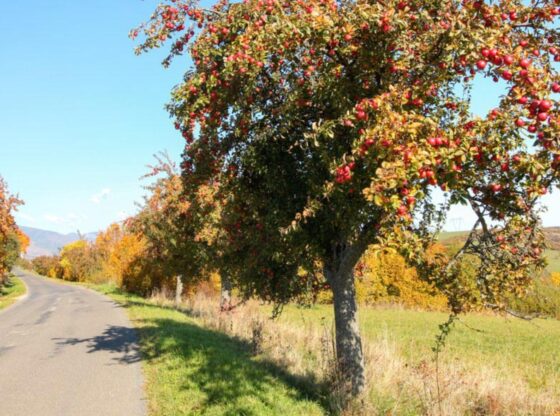 Roadside-Foraging