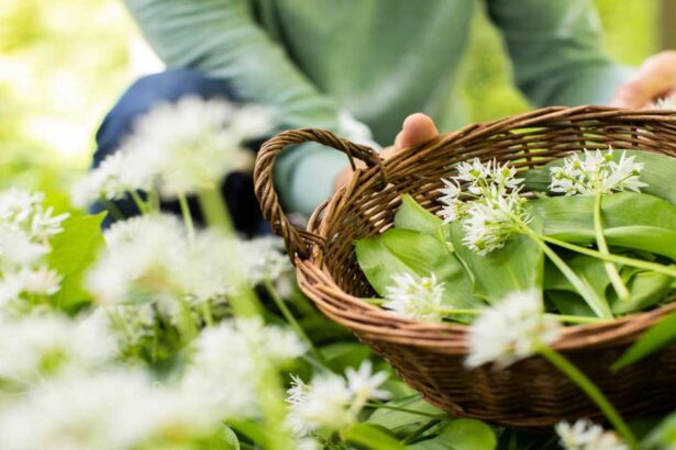 Close Up Of Woman Urban foraging Wild Garlic In Woodland Putting Leaves In Basket