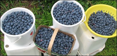 blueberries for crockpot jam