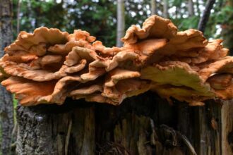 Hen of the Woods maitake mushroom