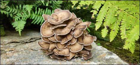 Freshly picked maitake showing one color variation.
