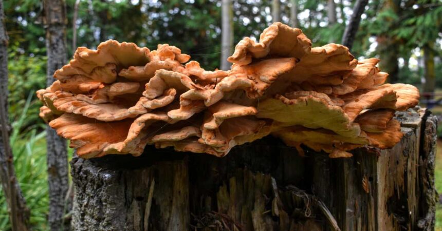 Hen of the Woods maitake mushroom