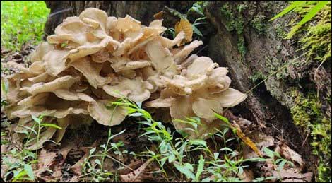 maitake mushroom hen of the woods