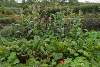 Organic Gardening Techniques