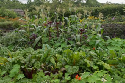 Organic Gardening Techniques