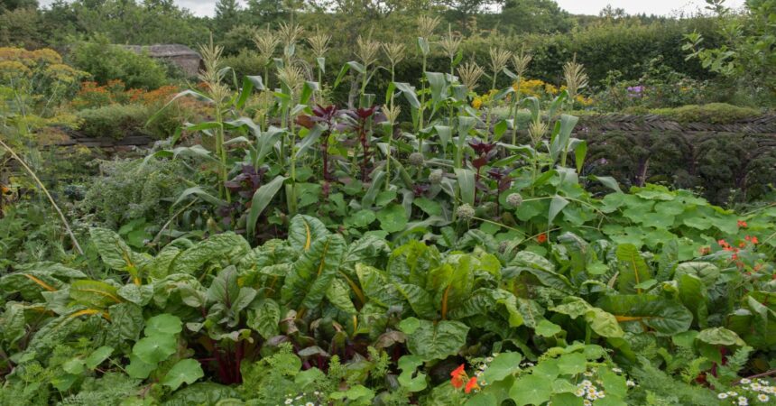 Organic Gardening Techniques