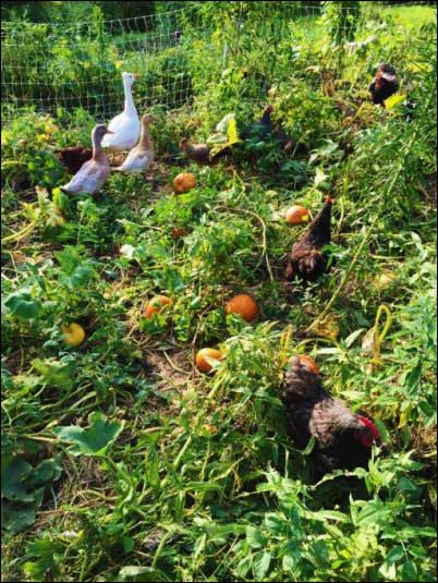 chickens in organic gardening