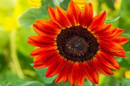 Benefits-of-sunflowers