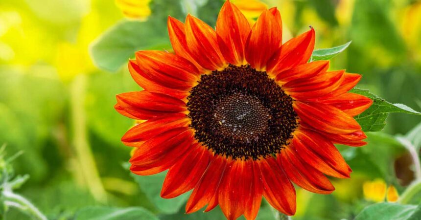 Benefits-of-sunflowers