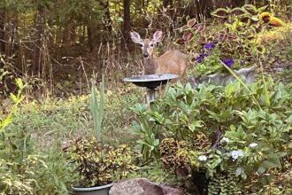 Propagating-Coleus Deer-Proof-Plant